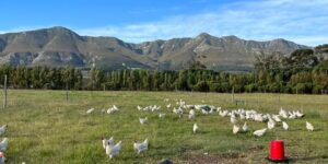 Pasture Raised Chickens